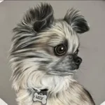 Julie Rode | Pet portrait artist